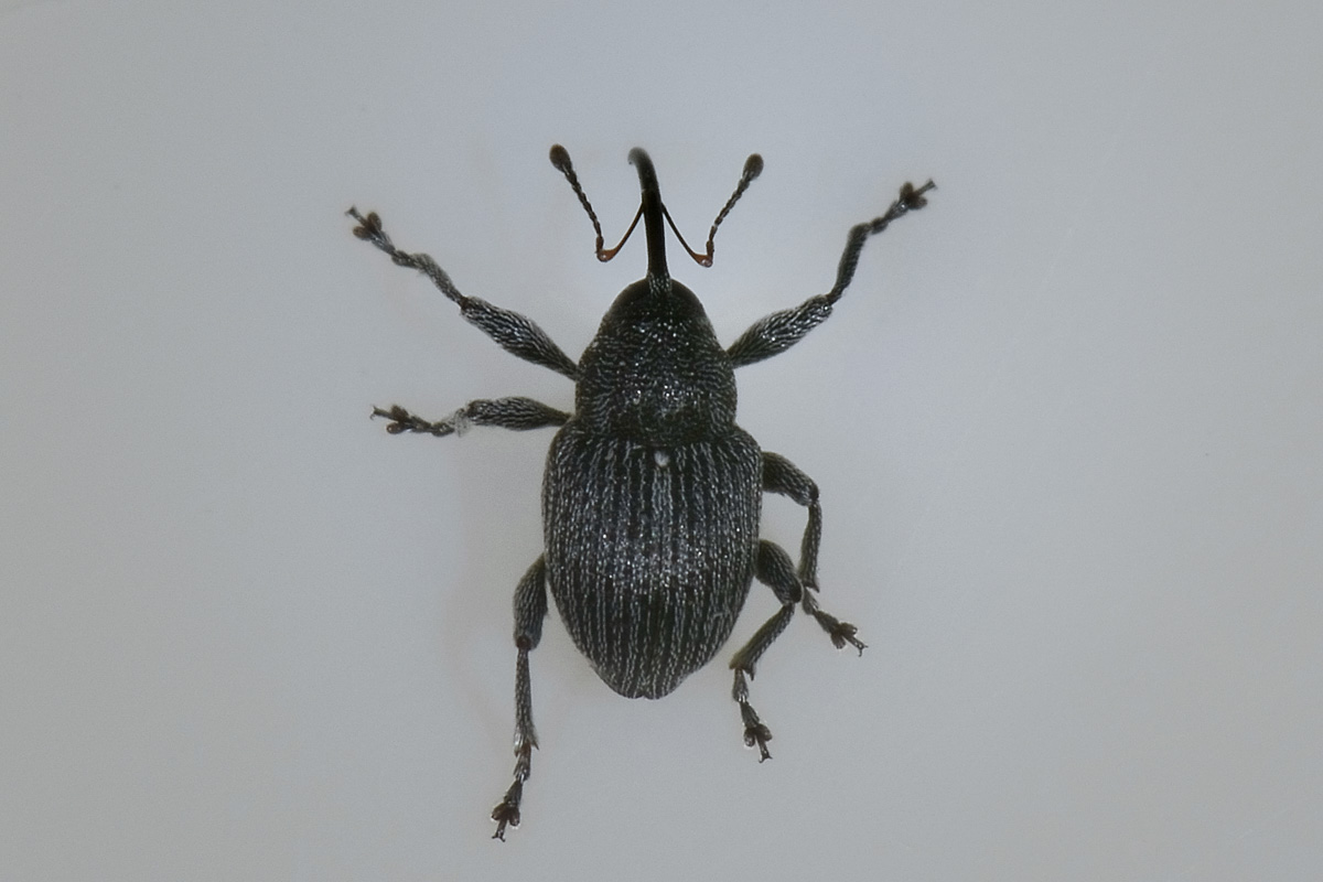 Coppia di Curculio da id. - Archarius salicivorus